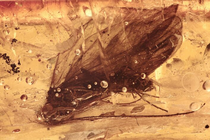 Detailed Fossil Caddisfly, Fungus Gnat, and True Midge In Baltic Amber #288485
